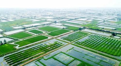 洪湖榮獲“全國農(nóng)產(chǎn)品質(zhì)量安全縣”稱號，鮮活水產(chǎn)品品質(zhì)再上新臺階