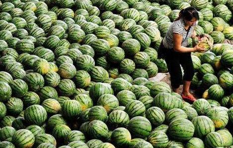 農產品冷鏈物流的“首尾一公里”困境與突圍