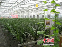 中國西南最大農(nóng)產(chǎn)品交易所在北川投入運(yùn)營，為區(qū)域農(nóng)業(yè)注入新動(dòng)能