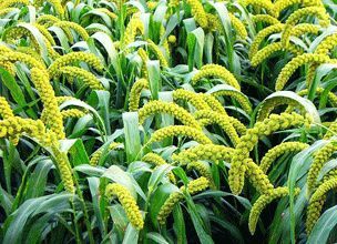 秦皇島活魚領(lǐng)航 河北33個(gè)農(nóng)產(chǎn)品閃耀國家地理標(biāo)志，鮮活水產(chǎn)譜寫嶄新篇章